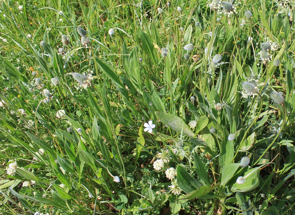 É JÁ NO PRÓXIMO DOMINGO - Caminhada e identificação de plantas silvestres na zona da Senhora do Rosário (Bôdo) - Barreiro de Besteiros